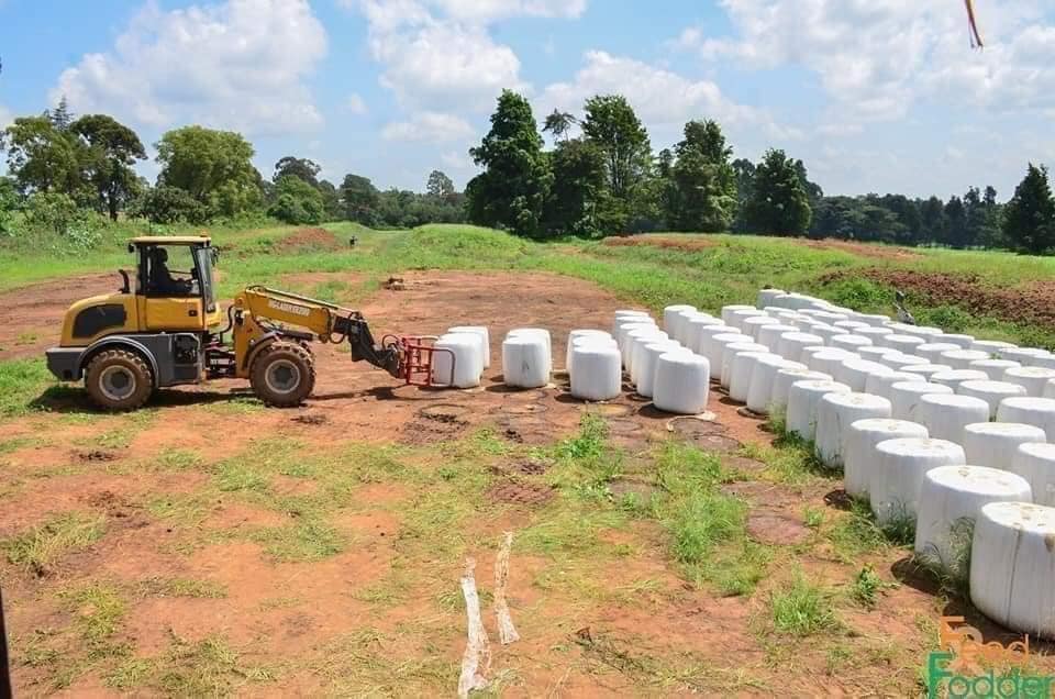 How to Properly Store and Handle Maize Silage to Ensure Maximum Nutritional Value