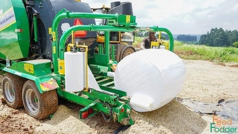 Benefits of Maize Silage for Dairy Cows
