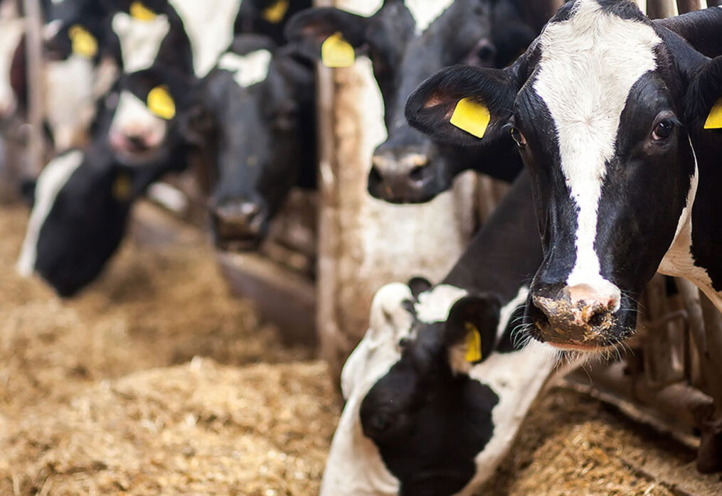 Common Mistakes to Avoid When Feeding Maize Silage to Dairy Cows in Kenya
