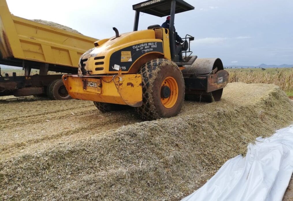 The Science Behind Maize Silage and Its Role in Improving Dairy Cow Health