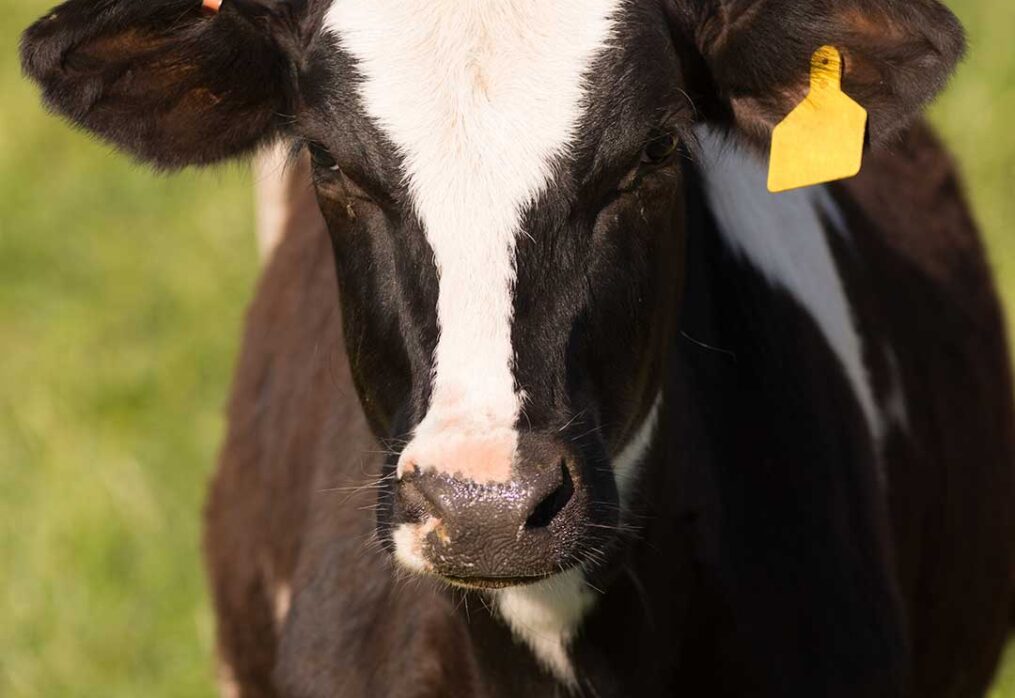 10 Signs your cow is Healthy and Feeding well