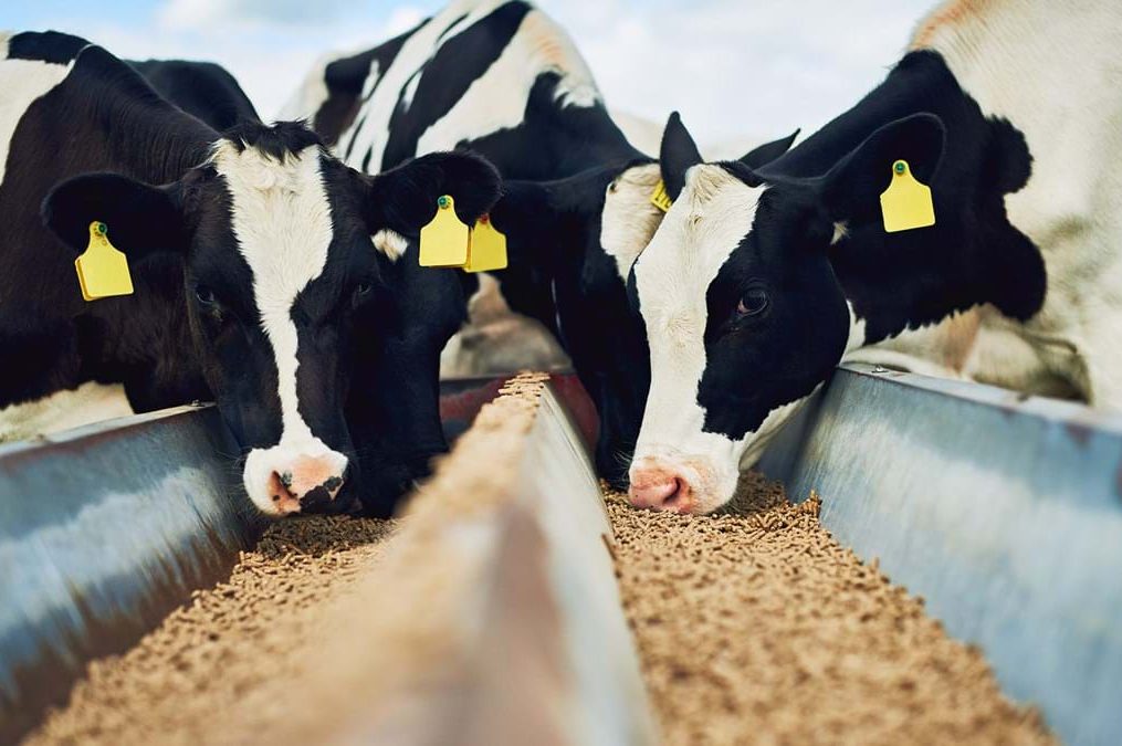 Why Concentrates are essential for your dairy animals