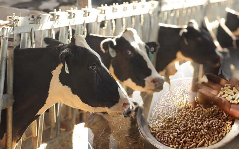 Why Mineral supplements are important for dairy cows