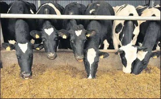 How to best care for your Dairy Cows