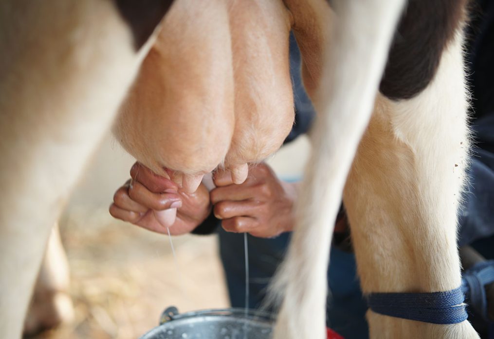 Tips on Good Milking Hygiene every dairy farmer should know