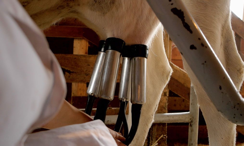 Proper mammary growth and development for Increased Milk Production