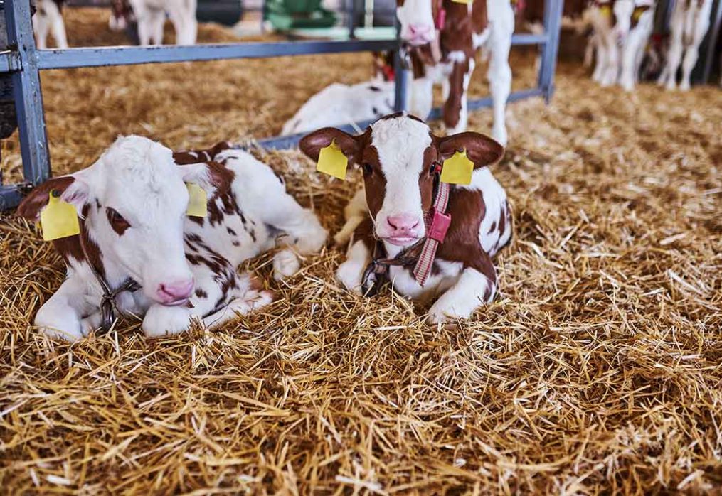 From Calf to Cow: A Guide to Raising Healthy and Productive Dairy Cows