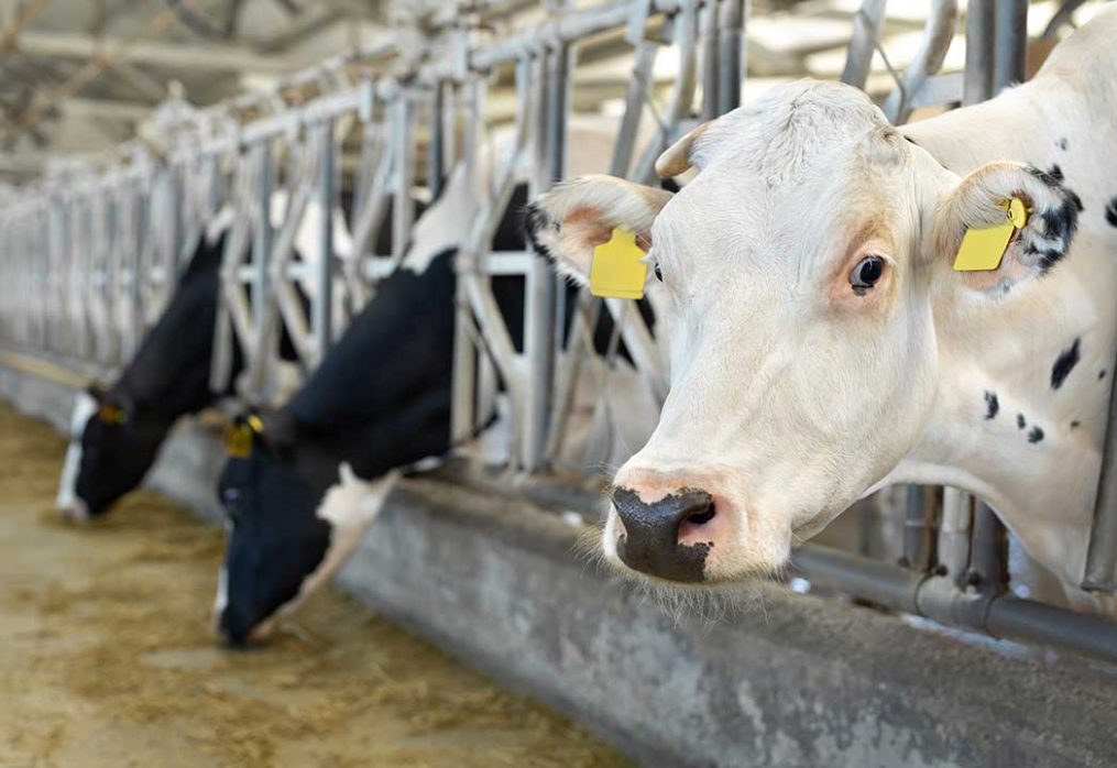 A Guide to Feed and Nutrition for Dairy Cows: Maximizing Milk Production with Proper Nutrition