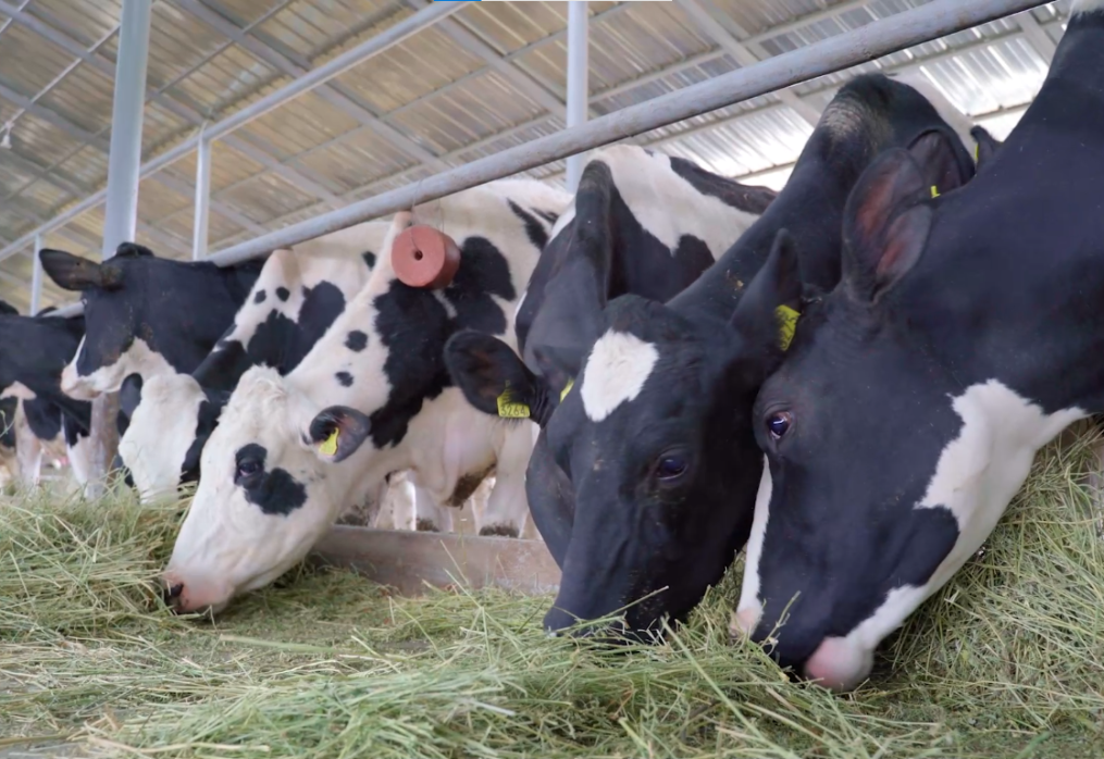 Balancing Rations and Incorporating Maize Silage into Dairy Cow Diets