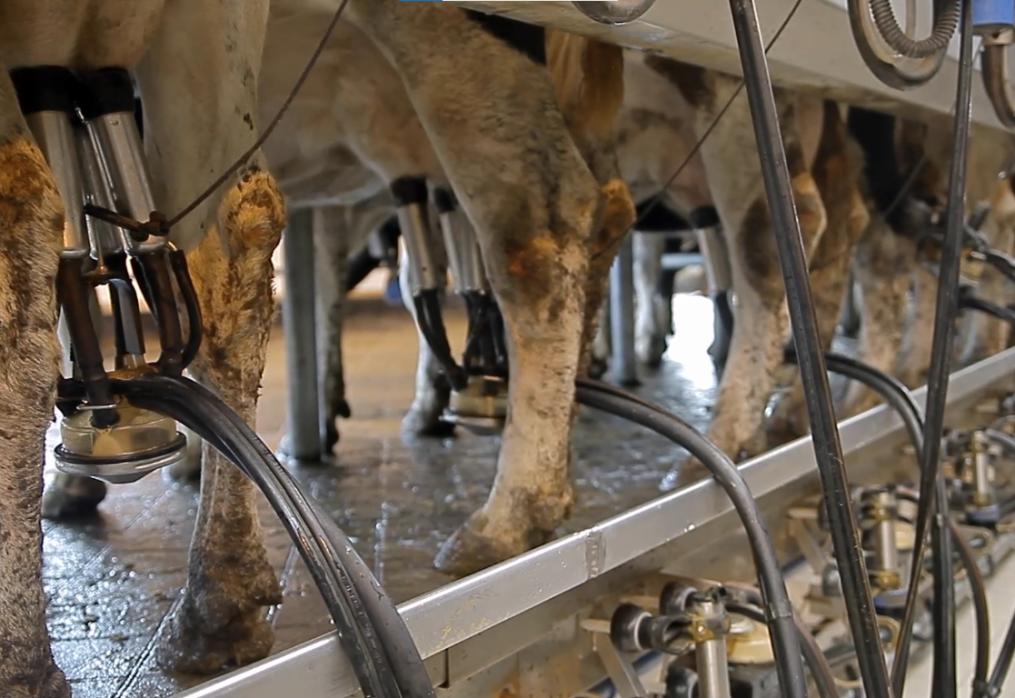 Enhancing Cow Health and Welfare: Best Practices for Dairy Farmers in Kenya