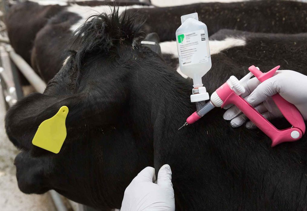 Effective Cattle Health Management: Ensuring Optimal Health for Your Dairy Cows