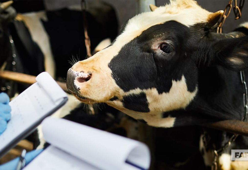 Financial Management Tips for Dairy Farmers: Navigating the Path to Financial Success