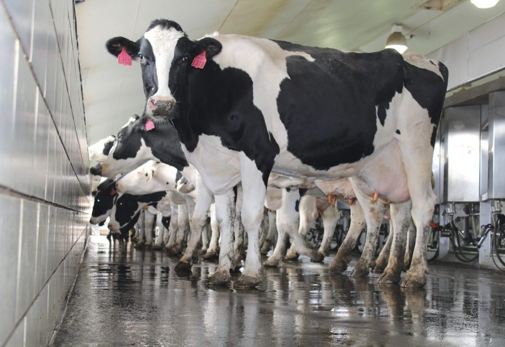 Tips to Enhance Milk Production in Your Dairy Cows