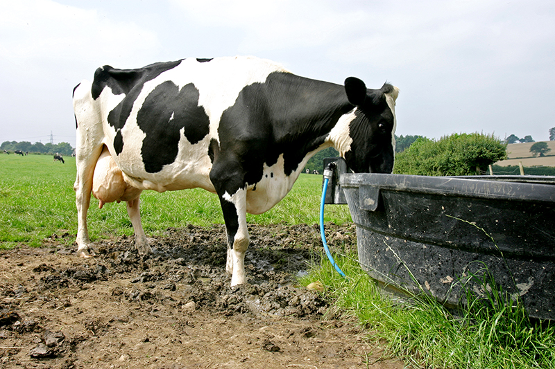 Sustainable Farming Practices for Dairy Farms in Kenya: Nurturing Your Land, Cows, and Future