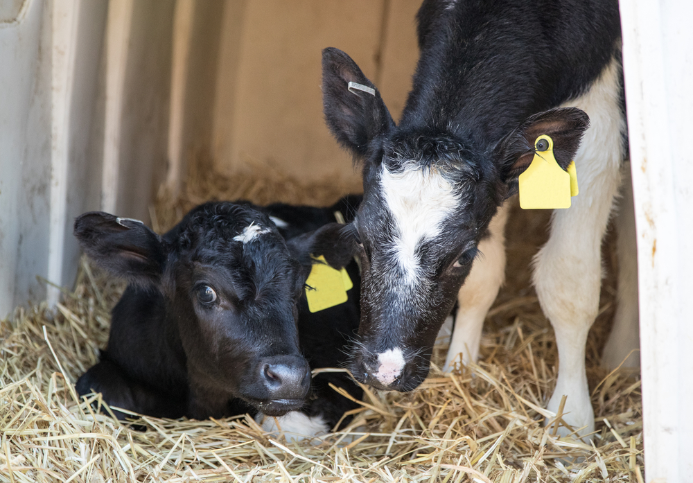 Nutrition and Feeding Strategies for Calves: Setting the Foundation for Future Milk Production