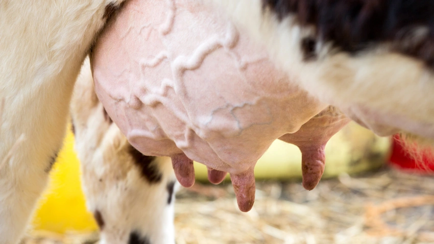 Effective Strategies for Preventing and Managing Mastitis in Kenyan Dairy Herds
