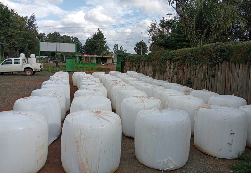 Maize Silage: The Ultimate Choice for Kenyan Dairy Farmers