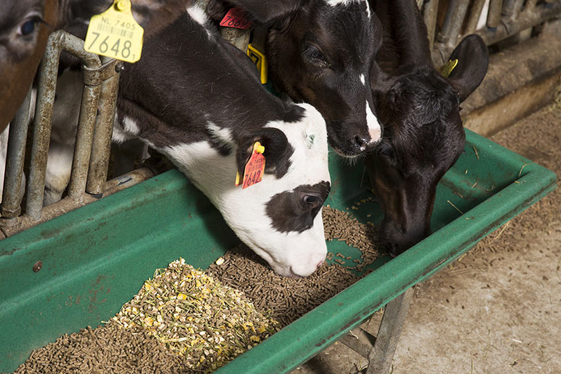 The Importance of Concentrates in Enhancing Dairy Animal Nutrition and Milk Production